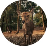 (文中挿入画像)NMB48 劇場公演 出演回数 2025年10月・月末確定版