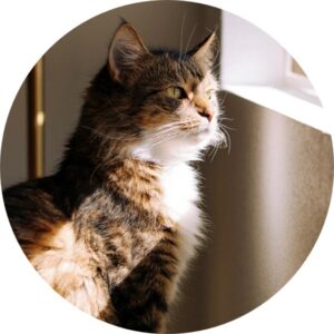 (文中挿入画像)NMB58 メンバーブログ更新回数 2025年11月