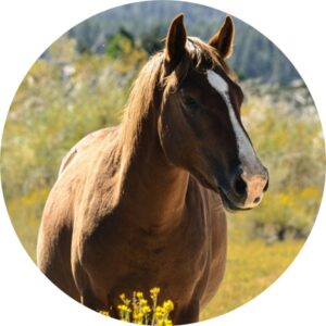 (アイコン画像)NMB48 スケジュールカレンダー 2026年1月・振り返り用)